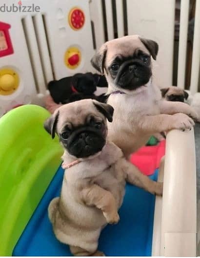 Whatsapp Me +966583921348 Pug Puppies 1