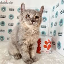 Whatsapp Me +96878738119 American Curl for sale 0