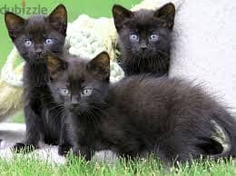 Whatsapp Me +96878738119 Bombay Cat for sale 0