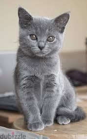 Whatsapp Me +96878738119 Chartreux for sale