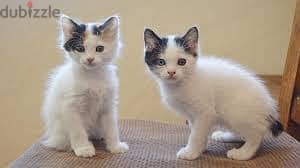 Whatsapp Me +96878738119 Japanese Bobtail for sale