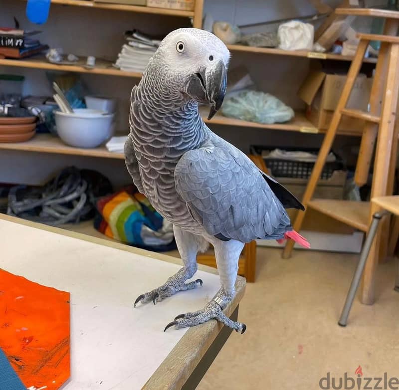 Whatsapp Me +966588993320 African Grey Parrots 0