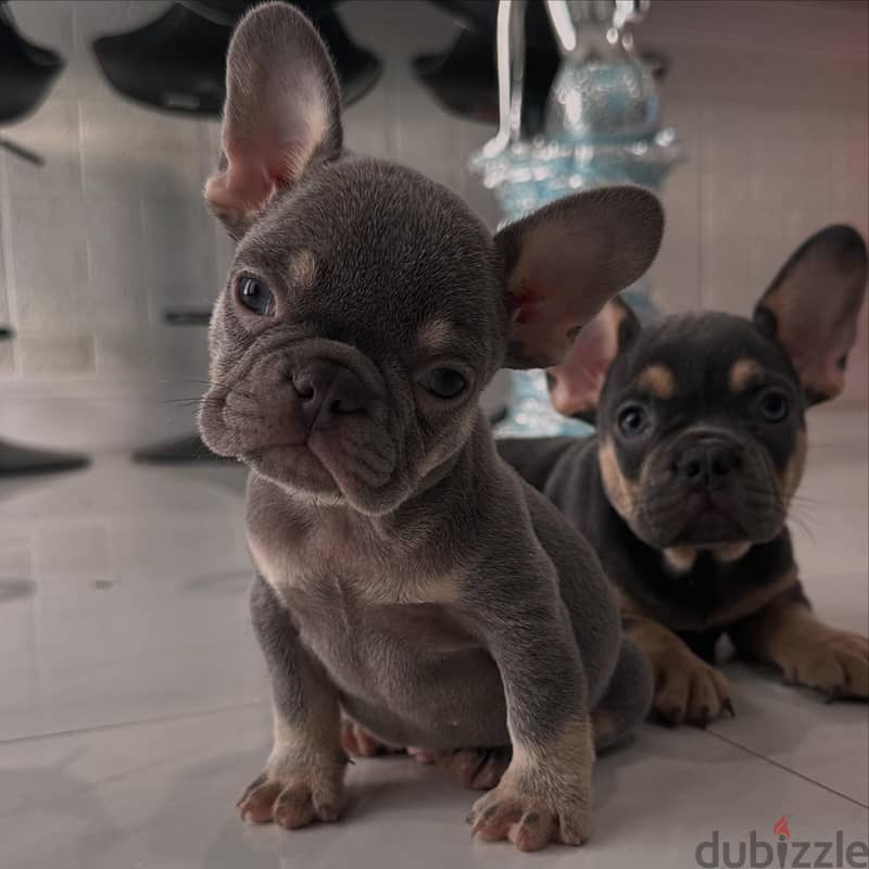 WhatsApp Me +972555077288// French Bulldog Puppies 1