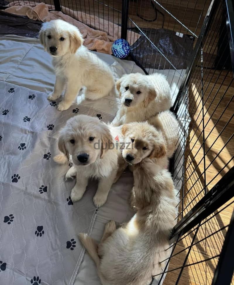 WhatsApp Me +972555077288// Golden Retriever Puppies 1