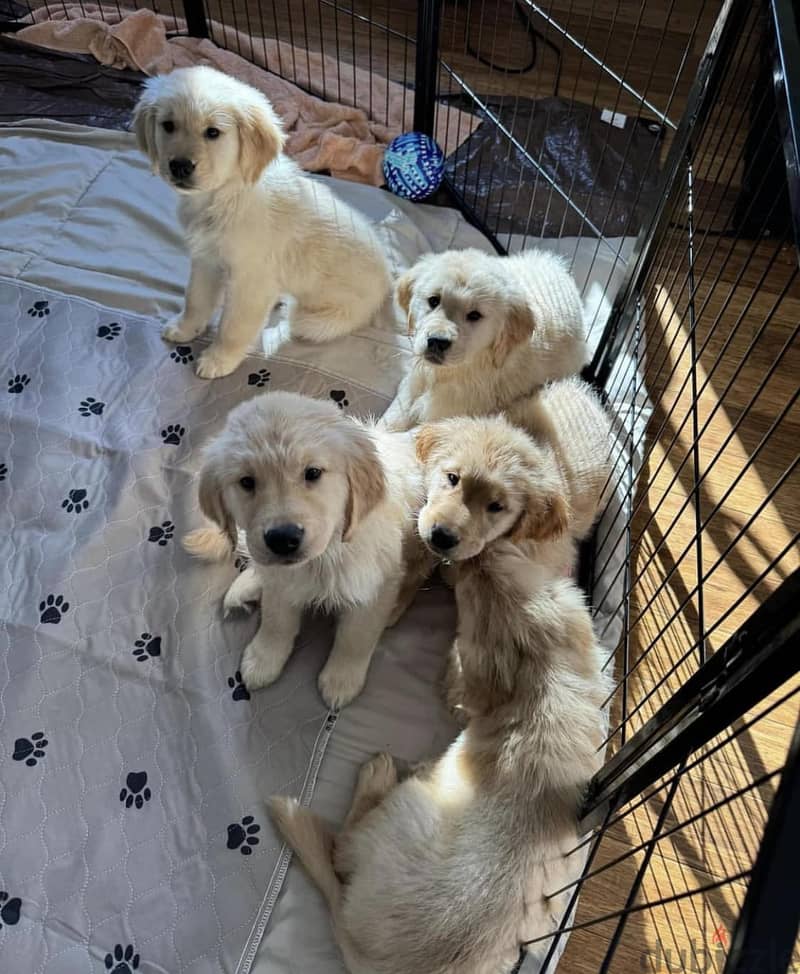 WhatsApp Me +972555077288// Golden Retriever Puppies 1