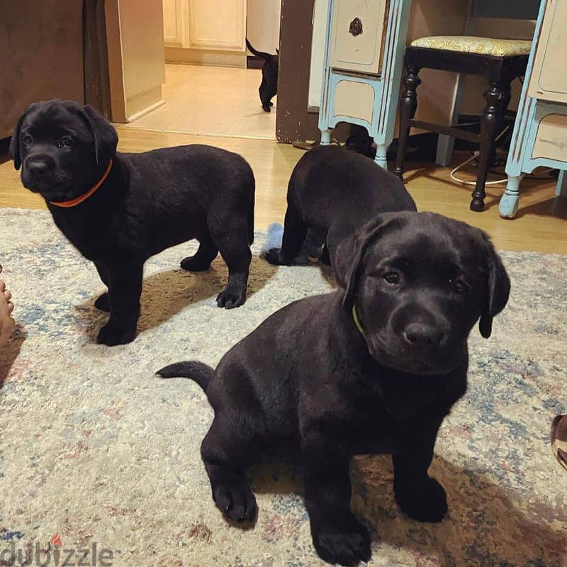 WhatsApp Me +972555077288// Labrador Retriever Puppies 1