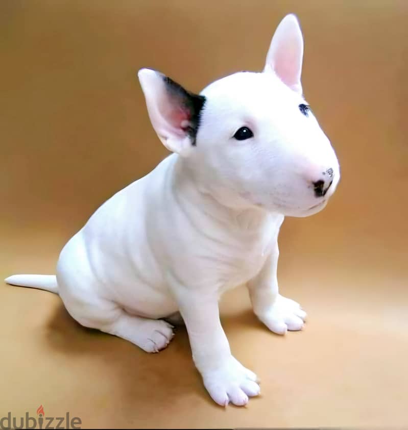 WhatsApp Me +972555077288// Bull Terrier Puppies 0