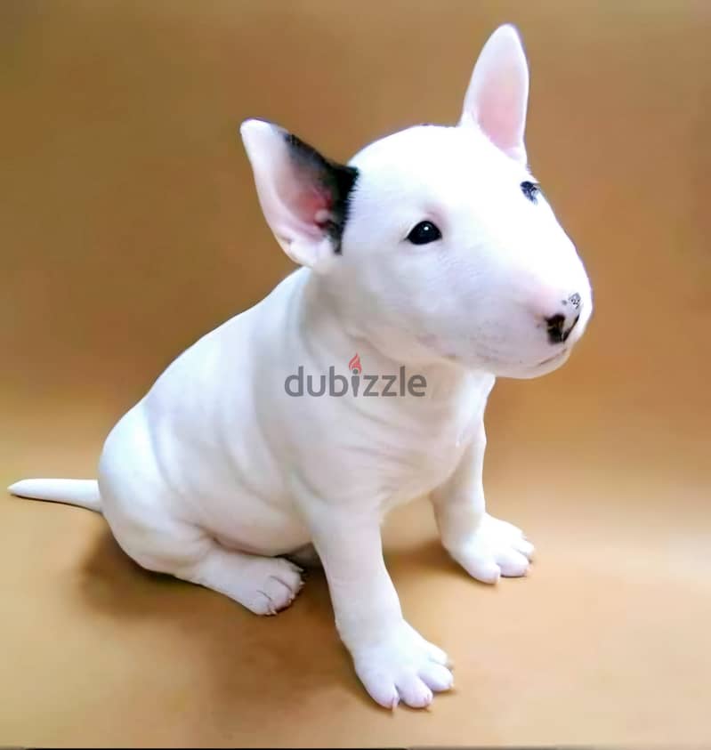 Bull Terrier Puppies Whatsapp me +972553390216 0