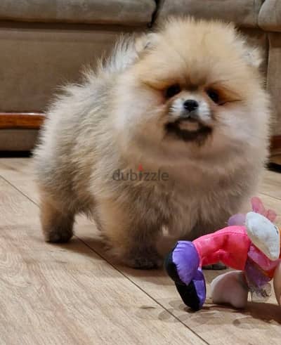 Trained Pomeranian for sale