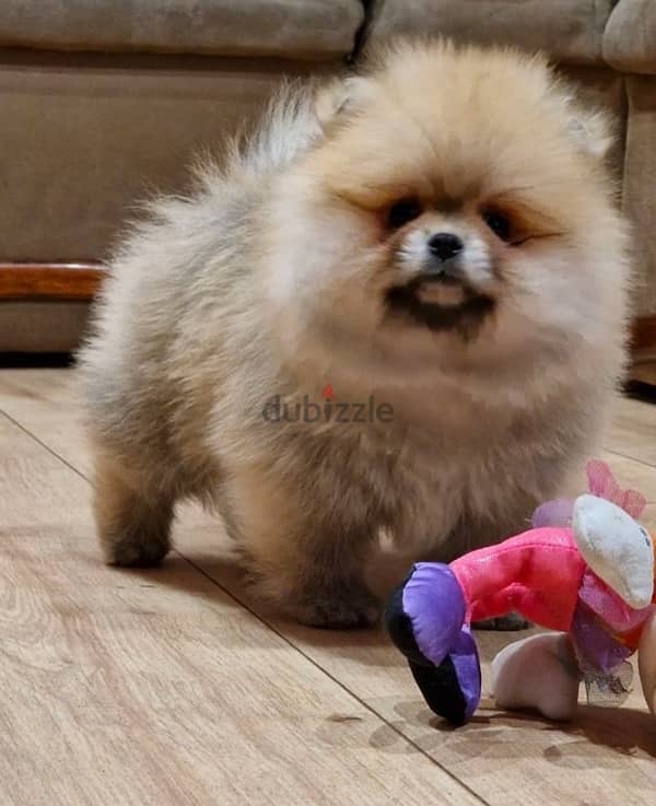 Trained Pomeranian for sale 0