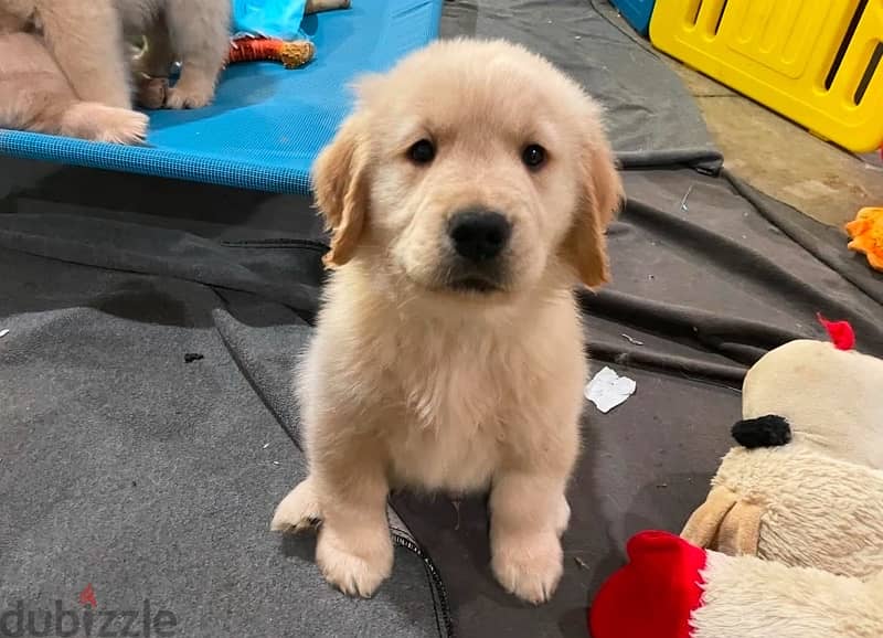 Male Golden retriever 0