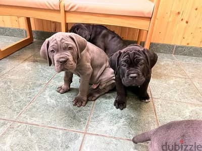 WhatsApp Me +972555077288// Cane Corso Puppies