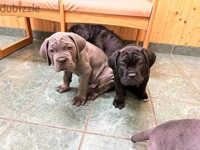 Cane Corso Puppies. Whatsapp me +972553390216.