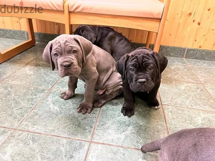 Cane Corso Puppies. Whatsapp me +972553390216. 0