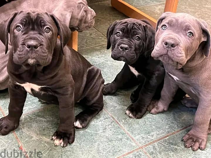 WhatsApp Me +972555077288// Cane Corso Puppies 1