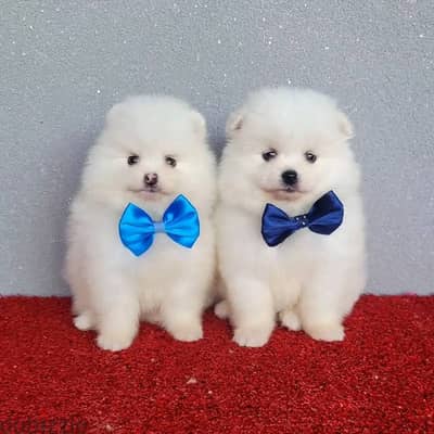 Whatsapp me +972553390216. Pomeranian Puppies