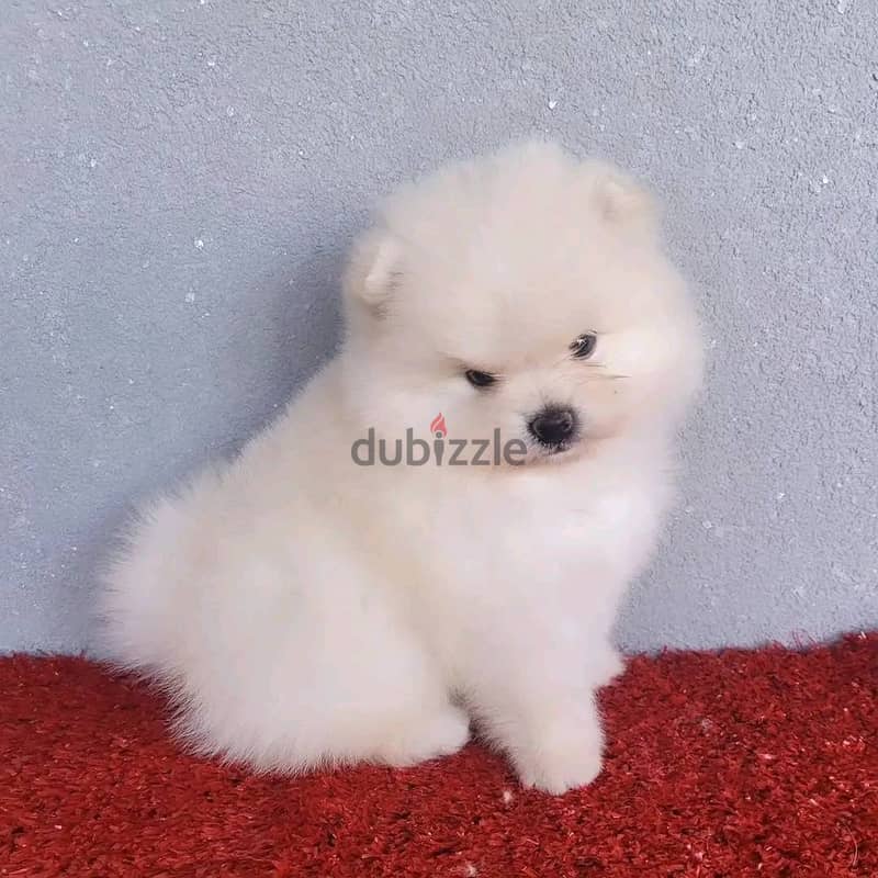 WhatsApp Me +972555077288// Pomeranian Puppies 1