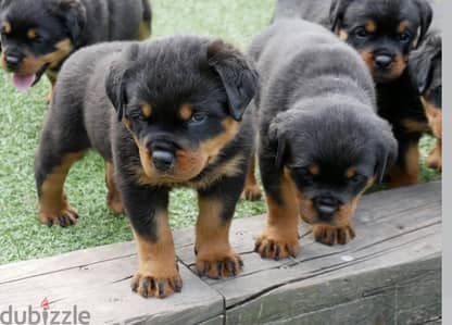 Rottweiler Puppies// WhatsApp Me +972555077288