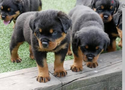 Rottweiler