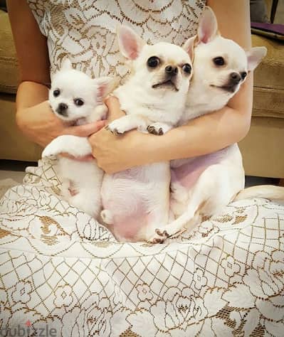 Chihuahua Puppies Whatsapp me +972553390216