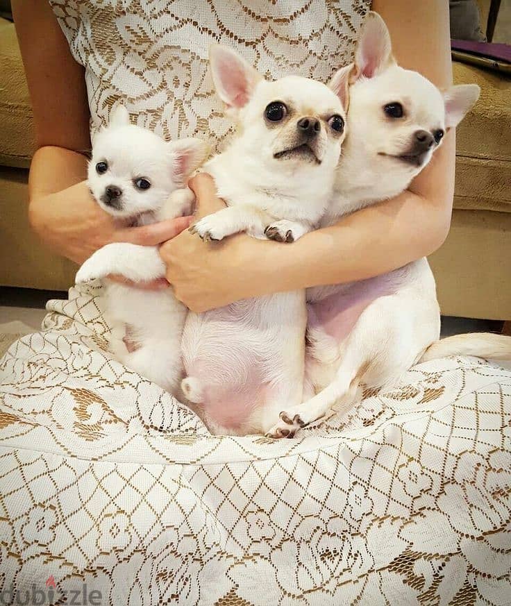 Chihuahua Puppies// WhatsApp Me +972555077288 0