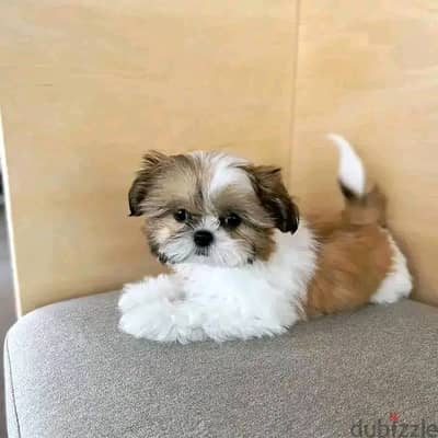 Shih