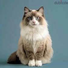 Whatsapp Me +96878738119 Ragdoll for sale