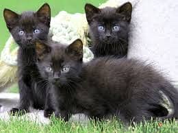 Whatsapp Me +96878738119 Bombay Cat for sale