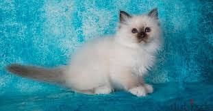 Whatsapp Me +96878738119 Birman for sale 0