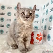 Whatsapp Me +96878738119 American Curl for sale 0