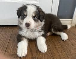 Whatsapp Me +96878738119 Australian Shepherd for sale