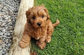 Whatsapp Me +96878738119 Cavapoo for sale