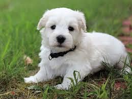 Whatsapp Me +96878738119 Coton de Tulear for sale 0