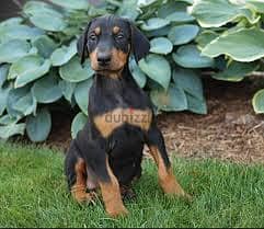 Whatsapp Me +96878738119 Doberman Pinscher for sale