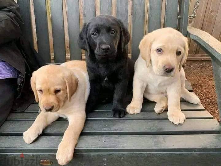 Labrador Retriever Puppies Whatsapp me +972553390216 1