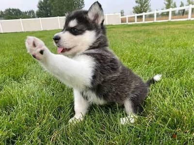 Siberian Husky Puppies Whatsapp me +972553390216