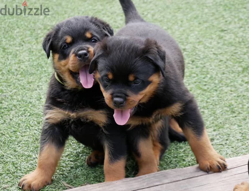 Rottweiler Puppies Whatsapp me +972553390216 1