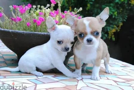 Chihuahua Puppies Whatsapp me +972553390216