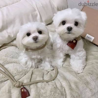 Maltese Puppies Whatsapp me +972553390216