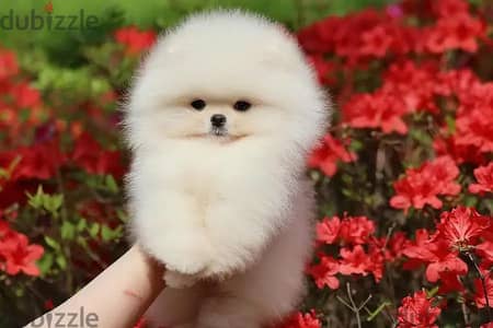 Pomeranian