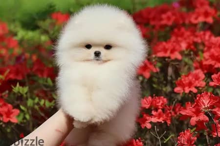 Pomeranian Puppies// Whatsapp +97455937699