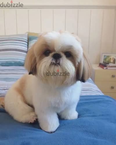 Shih Tzu// Whatsapp +971552543679