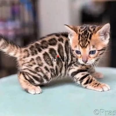 Bengal kitten// Whatsapp+971552543679