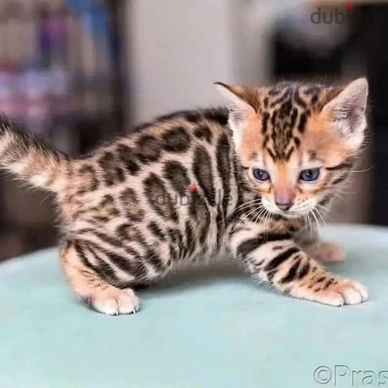 Bengal kitten// Whatsapp+971552543679 0