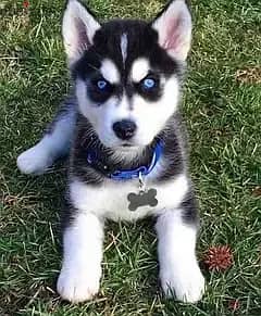 Siberian husky// WhatsApp +971502618837