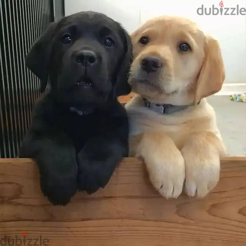 Labrador puppies// WhatsApp +97455792932 0