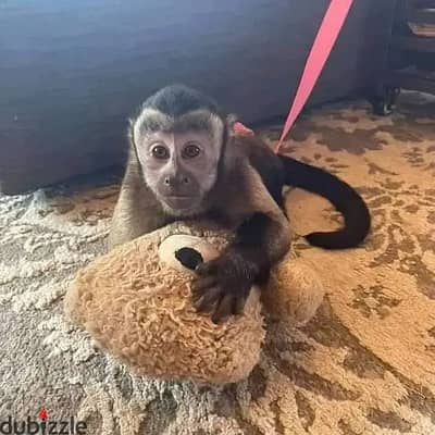 Capuchin monkey// WhatsApp +97455792932