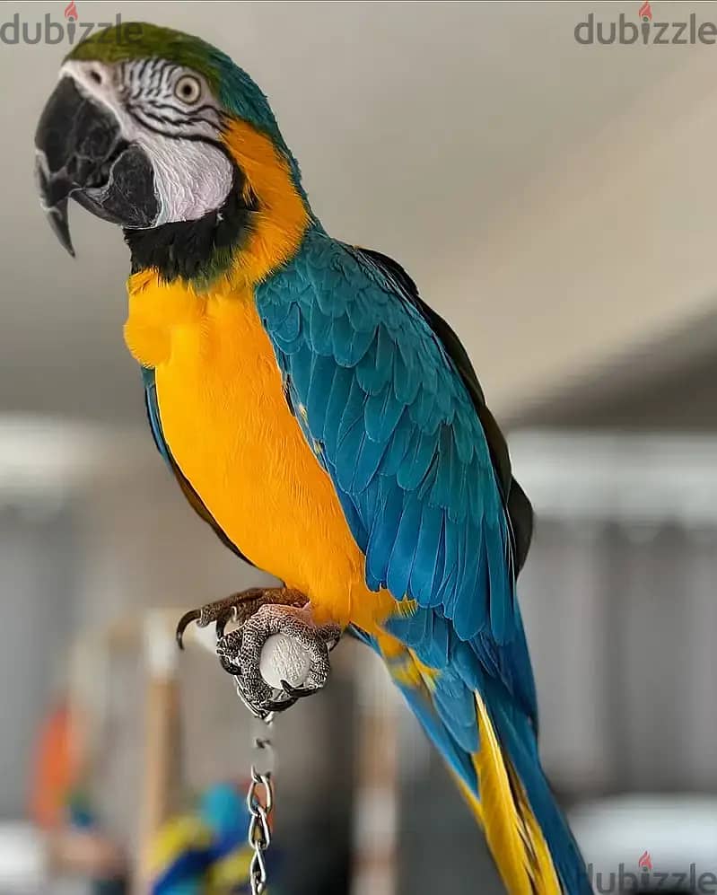 Macaw parrot// WhatsApp +971502618837 0