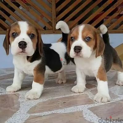 Beagle