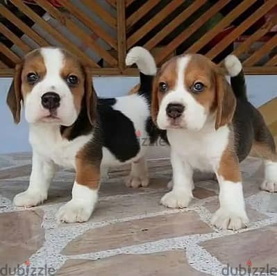 Beagle puppies// WhatsApp +971552543679